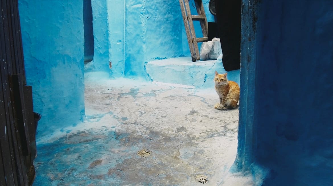 Gato no quintal da cidade azul de Marrocos