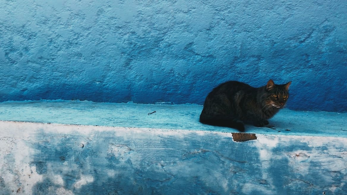 Gato preto na cidade azul, Chefchauen, Marrocos